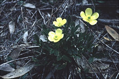 Ranunculus victoriensis