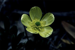 Ranunculus victoriensis