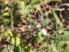 Vernonia bealliae