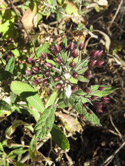 Vernonia bealliae