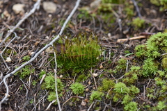 Tortula subulata