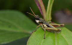Aspidophyma americana
