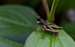 Aspidophyma americana