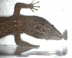 Sphaerodactylus notatus notatus image