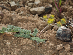 Lomatium foeniculaceum fimbriatum