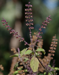 Basilicum polystachyon