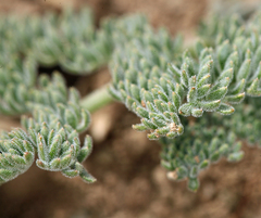 Lomatium foeniculaceum fimbriatum