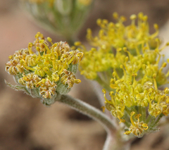 Lomatium foeniculaceum fimbriatum