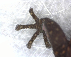 Sphaerodactylus notatus notatus image
