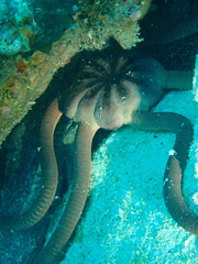 Ophiopsammus maculata