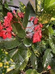 Begonia coccinea