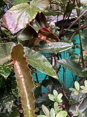 Begonia coccinea