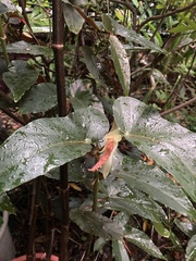 Begonia coccinea