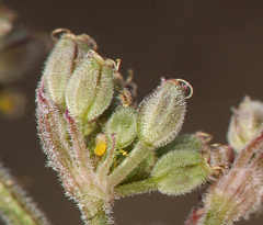 Lomatium foeniculaceum fimbriatum