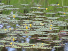 Ludwigia sedoides
