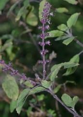 Basilicum polystachyon