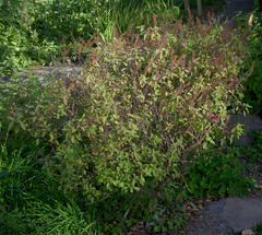 Basilicum polystachyon