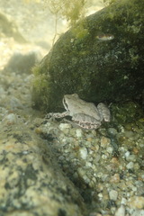 Pseudacris hypochondriaca curta