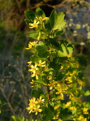 Ribes aureum