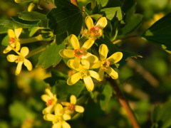 Ribes aureum