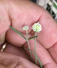 Pfaffia glomerata