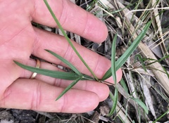Pfaffia glomerata