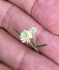 Pfaffia glomerata