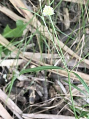Pfaffia glomerata