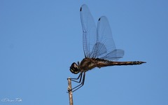 Tramea cophysa
