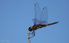 Tramea cophysa