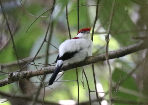 Araripe Manakin (Chiroxiphia bokermanni), photo 10