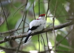 Antilophia bokermanni