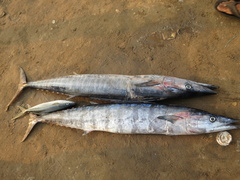 Acanthocybium solandri