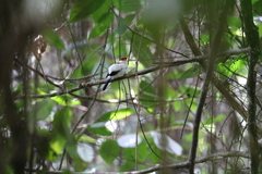 Antilophia bokermanni