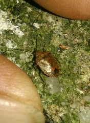 Dryadocoris apicalis