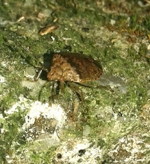 Dryadocoris apicalis