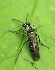Tenthredo mesomela