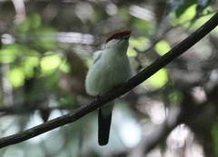 Antilophia bokermanni