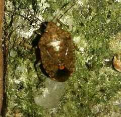 Dryadocoris apicalis