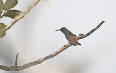 Copper-Tailed Hummingbird photo 2