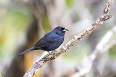 Tachyphonus phoenicius