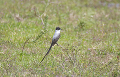 Tyrannus savana monachus