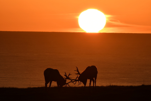 Tule Elk photographed in California