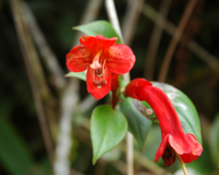Aeschynanthus rhododendron