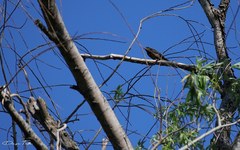 Icterus pyrrhopterus