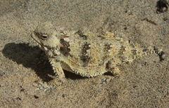 Phrynosoma cerroense