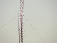 Chlorostilbon lucidus