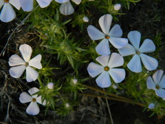 Phlox