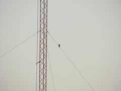 Chlorostilbon lucidus