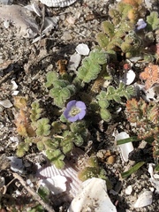 Phacelia stellaris